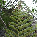 polystichum munitum